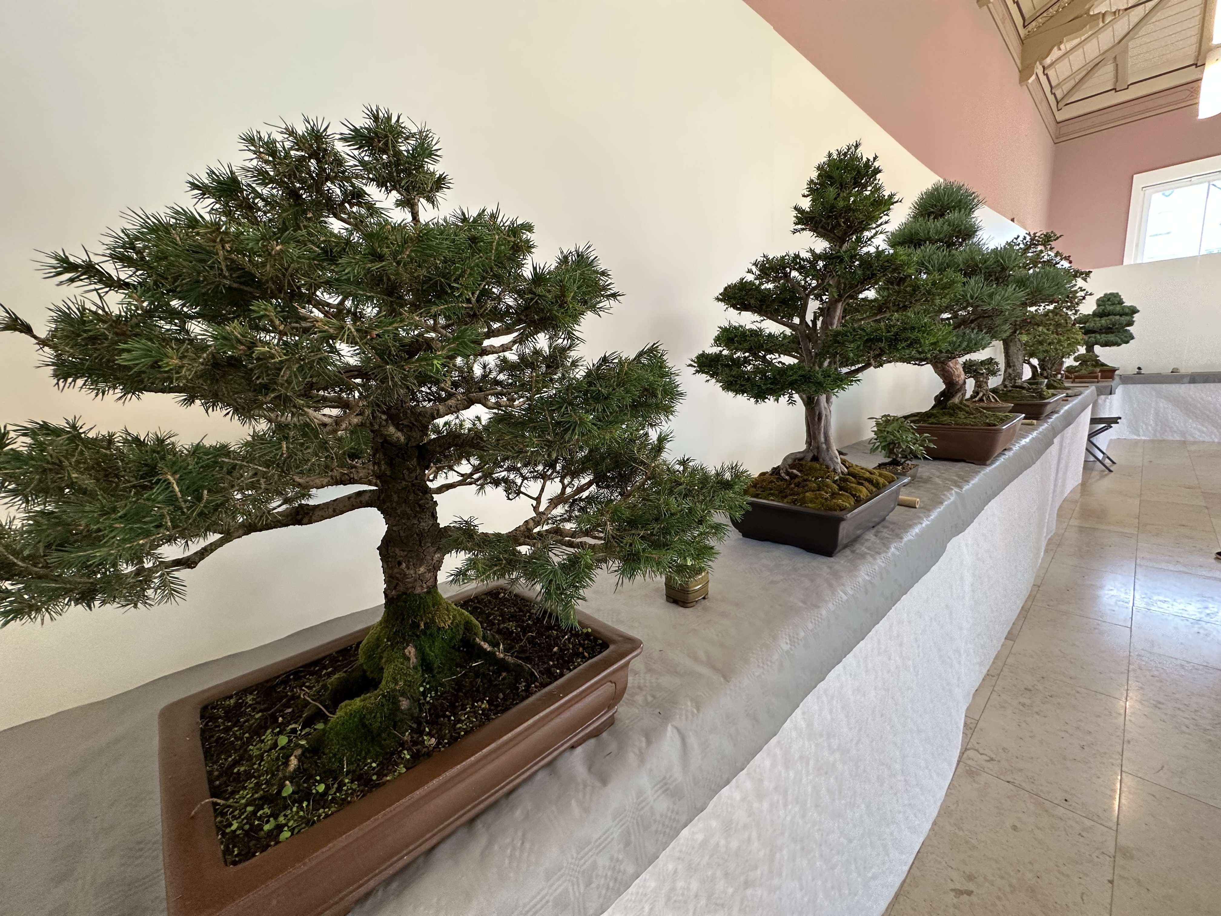  Parallel zu den Feierlichkeiten: Die Bonsai-Ausstellung in der Orangerie 