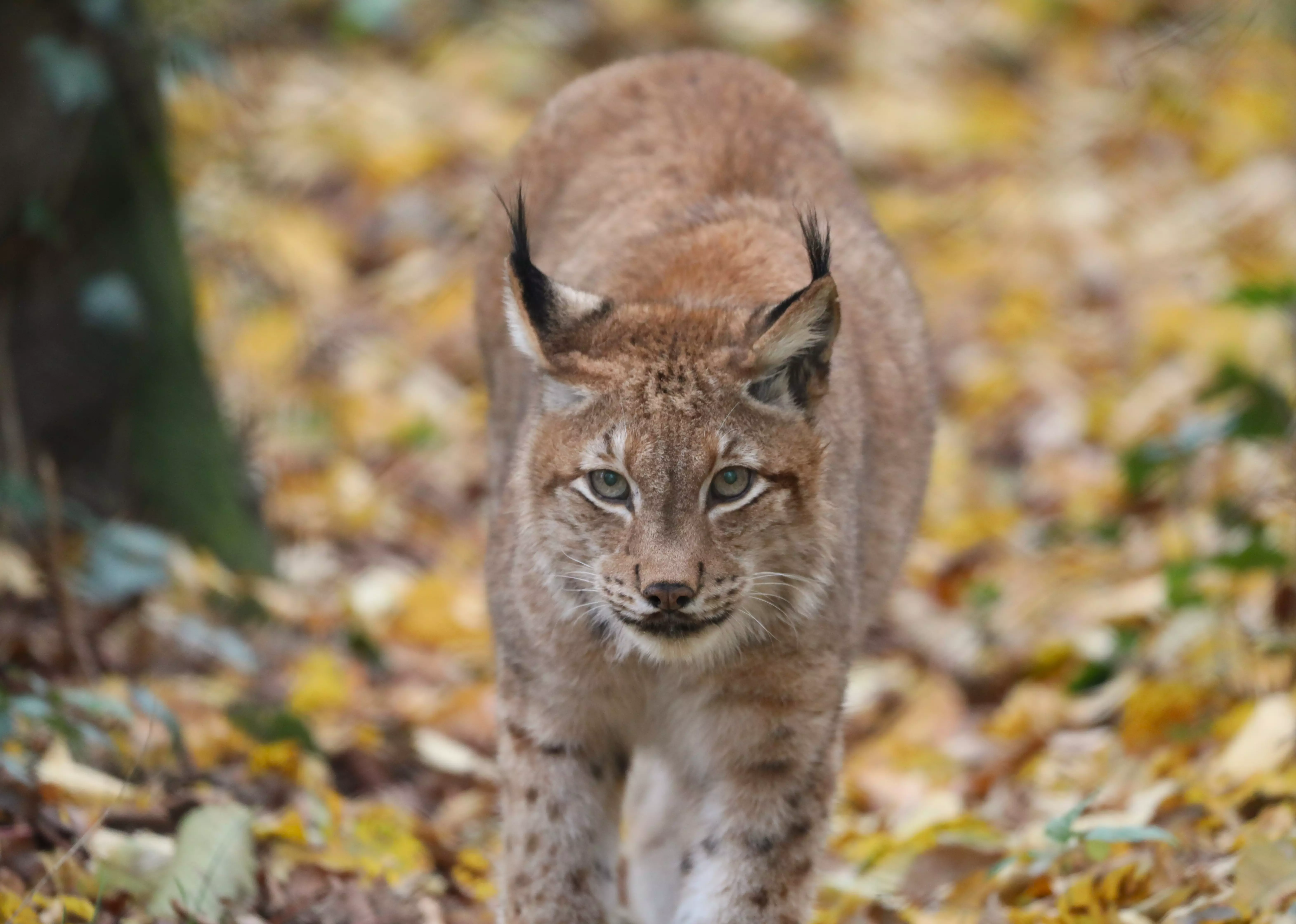 Bild zu Tierpark Lange Erlen