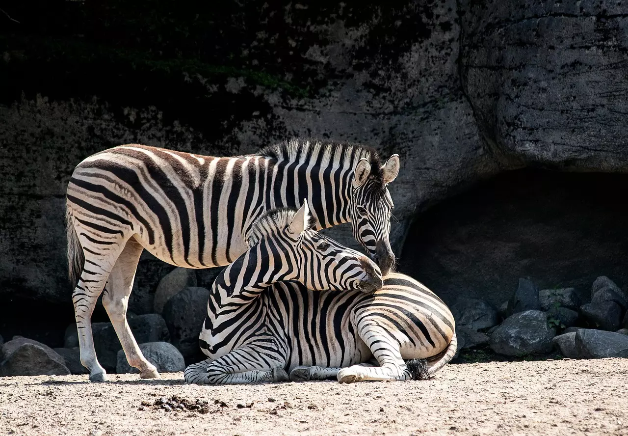 Bild zu Zoo Basel